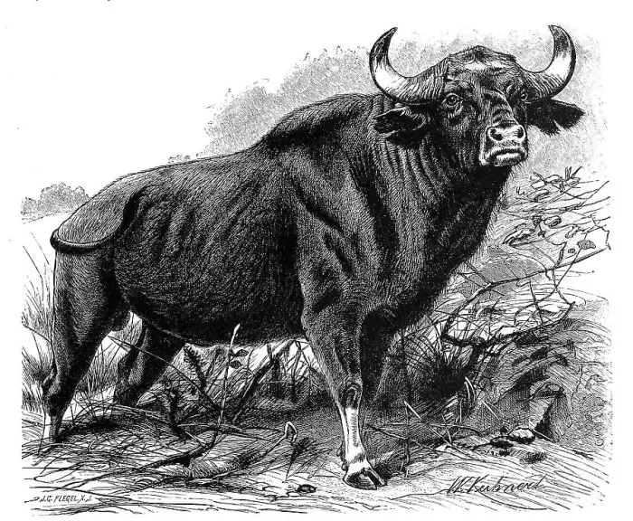 Framed Print : Gaur (Bos gaurus), the largest living representative of cattle