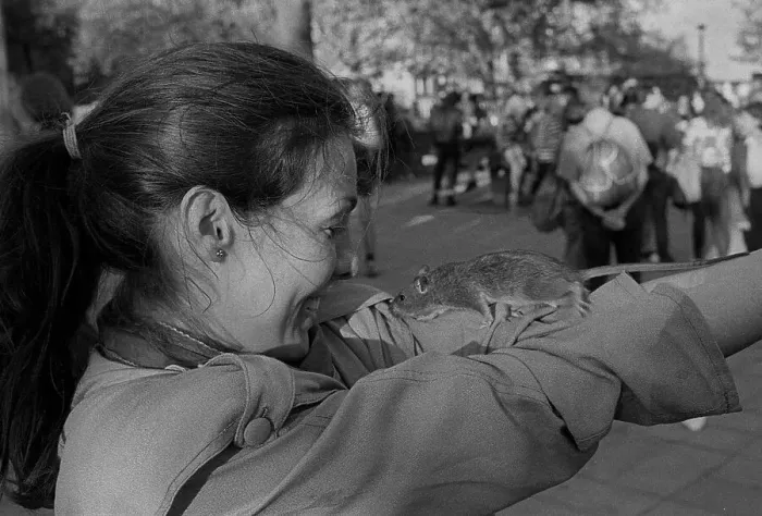 Framed Print : GDR, Berlin, 30.04.1990, May Day celebration on Kollwitzplatz