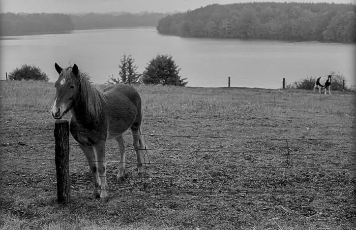 Framed Print : GDR, Carwitz, 15.09.1989, horse in the paddock near Carwitz Framed Print : GDR, Carwitz, 15.09.1989, horse in the paddock near Carwitz