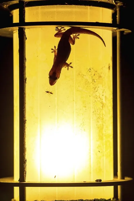 Framed Print : Gecko hunting on the lamp