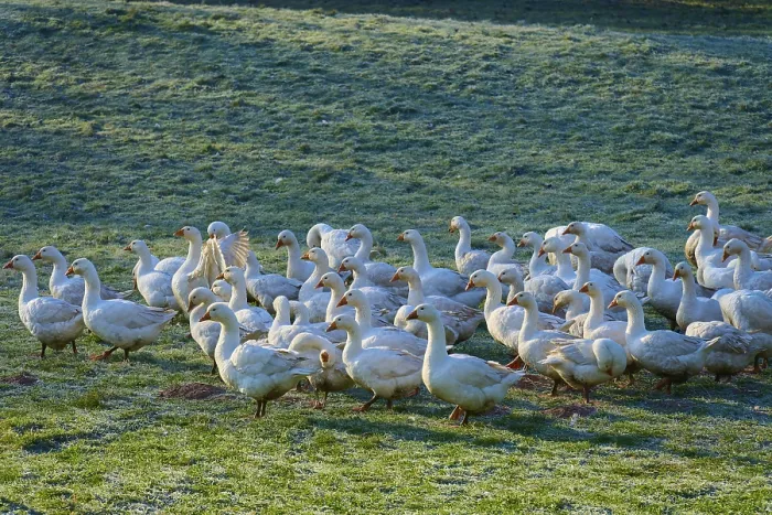 Framed Print : Geese gather in a tight group on a damp meadow