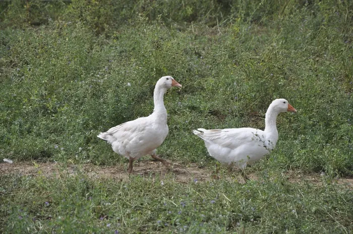 Framed Print : Geese, goose, domestic geese, farm animal Framed Print : Geese, goose, domestic geese, farm animal