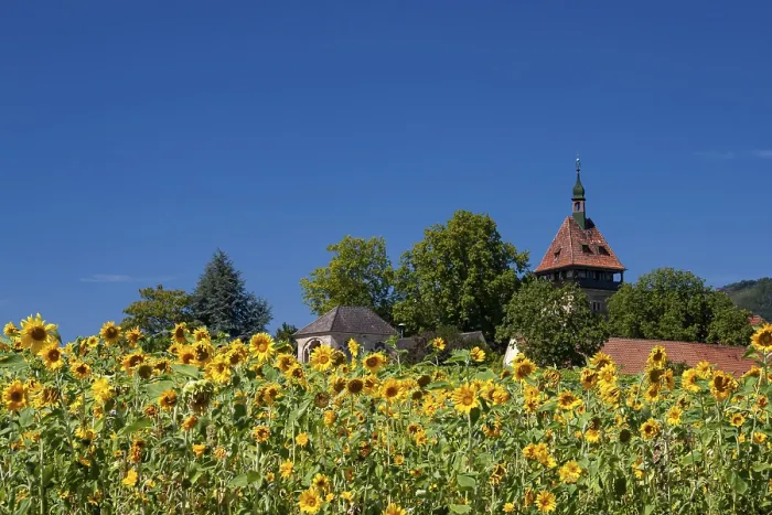 Framed Print : Geilweilerhof with sunflower field