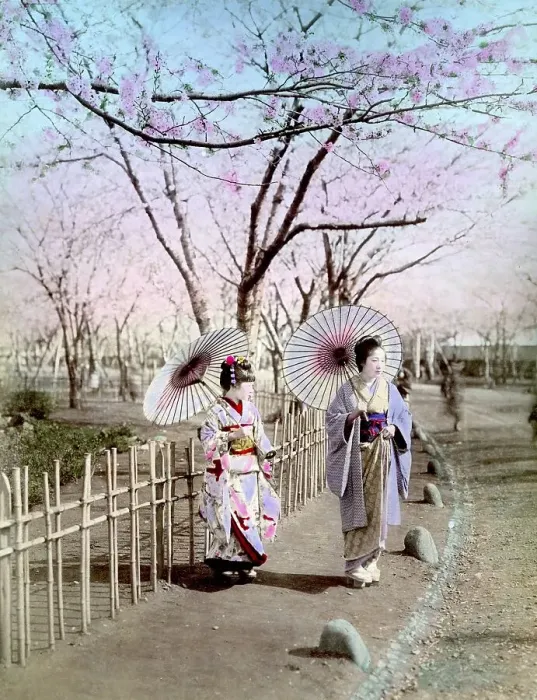 Framed Print : Two geishas, ​​cherry blossom, Japan, Asia
