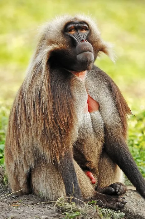 Framed Print : Gelada Baboon (Theropithecus gelada)