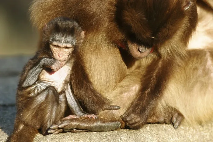 Framed Print : Gelada baboon (Theropithecus gelada)