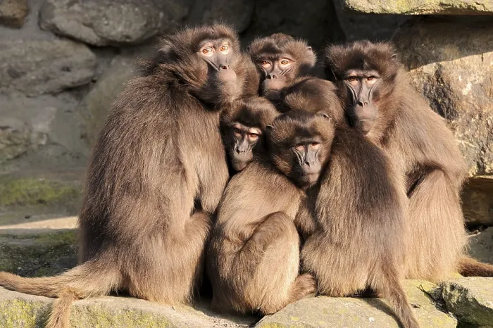 Framed Print : Gelada Baboons (Theropithecus gelada) Framed Print : Gelada Baboons (Theropithecus gelada)
