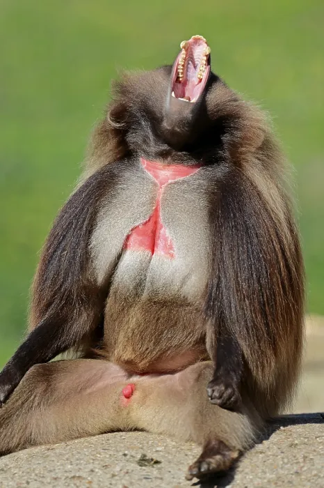Framed Print : Gelada or Gelada Baboon (Theropithecus gelada) Framed Print : Gelada or Gelada Baboon (Theropithecus gelada)