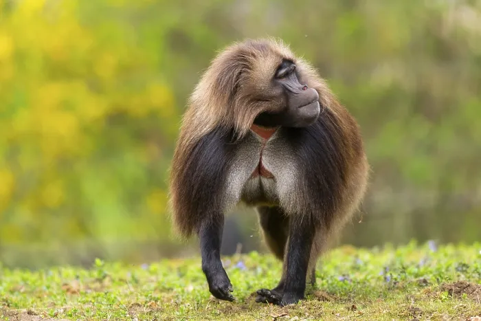 Framed Print : Gelada (Theropithecus gelada) male running over a meadow