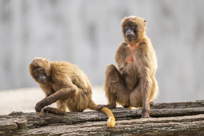 Framed Print : Gelada (Theropithecus gelada) sitting on an old tree trunk beside each other Framed Print : Gelada (Theropithecus gelada) sitting on an old tree trunk beside each other