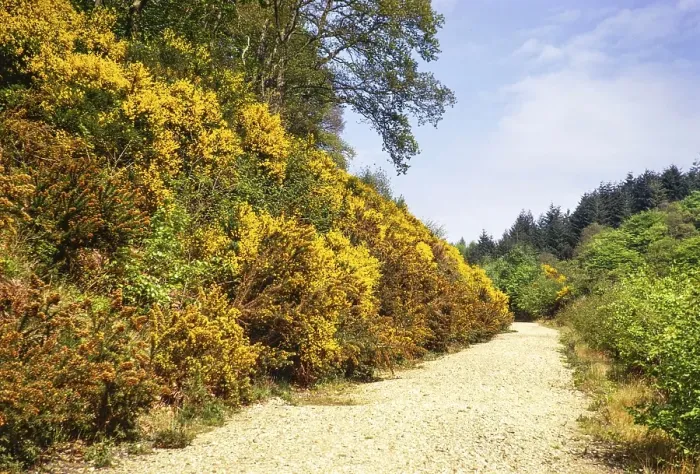 Framed Print : Gelbe Bluete des Gemeinen Stechginsters Ulex europaeus am Wanderweg, Harpford Woods, Sidmouth, Devon, England, UKMai 1973 Framed Print : Gelbe Bluete des Gemeinen Stechginsters Ulex europaeus am Wanderweg, Harpford Woods, Sidmouth, Devon, England, UKMai 1973