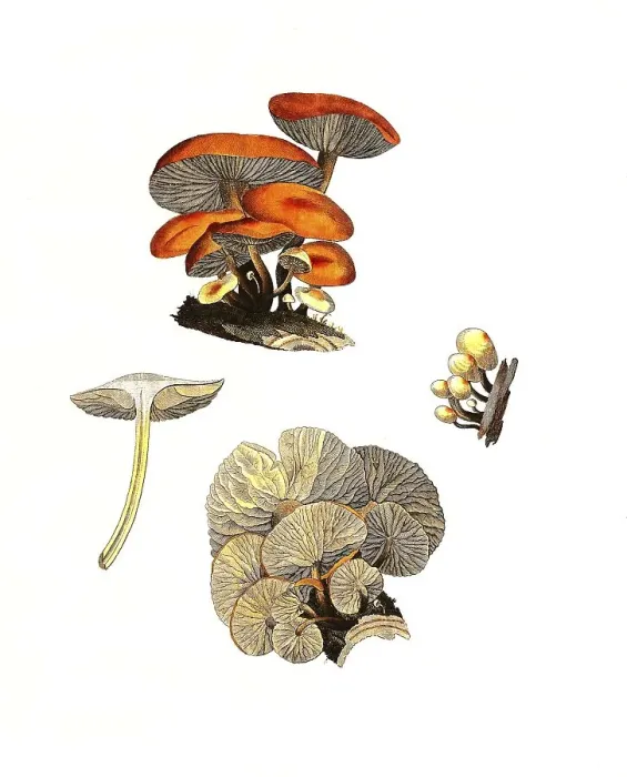 Framed Print : Gemeine Samtfussruebling, Syn. : Collybia velutipes Framed Print : Gemeine Samtfussruebling, Syn. : Collybia velutipes