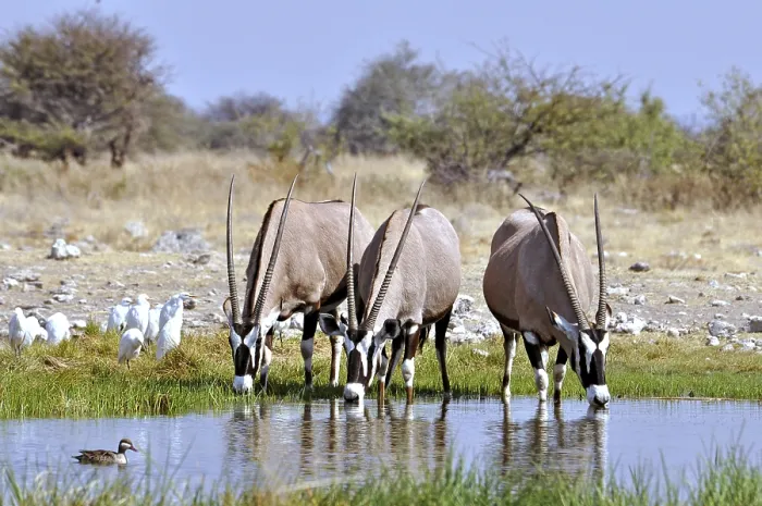 Framed Print : Gemsbok drinking at a waterhole in the Etosha National Park