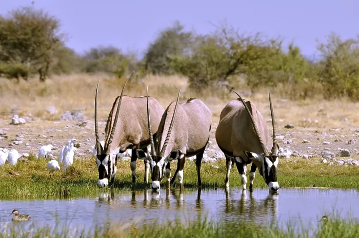 Framed Print : Gemsbok drinking at a waterhole in the Etosha National Park