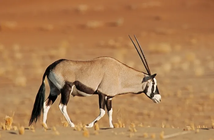Framed Print : Gemsbok or Gemsbuck (Oryx gazella)