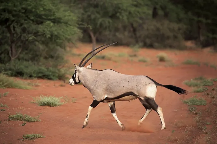 Framed Print : Gemsbok (Oryx gazella), adult running