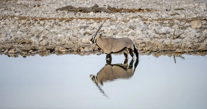 Framed Print : Gemsbok (Oryx gazella), oryx standing in the water