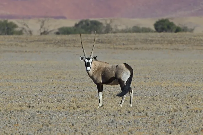 Framed Print : Gemsbok (Oryx gazella) in the Sossusvlei salt pan