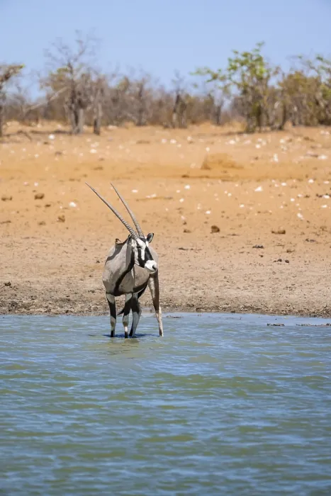Framed Print : Gemsbok (Oryx gazella) standing in the water