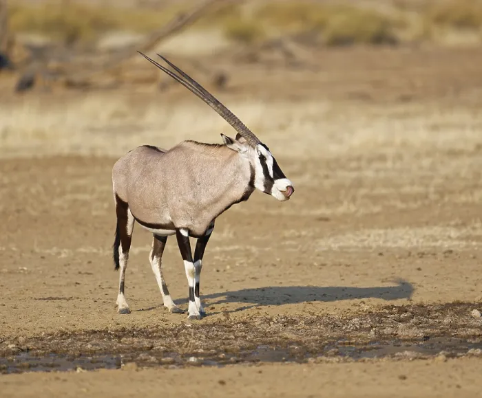 Framed Print : Gemsbok (Oryx gazella) at waterhole