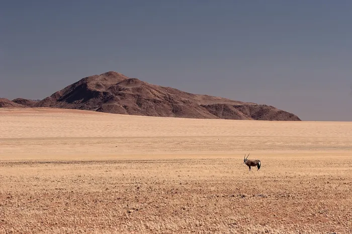 Framed Print : Gemsbok or Oryx (Oryx gazella) in the grassy steppe of Namib Naukluft Park