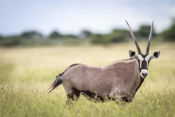 Framed Print : Gemsbok standing in high grass in the Central Khalahari Framed Print : Gemsbok standing in high grass in the Central Khalahari