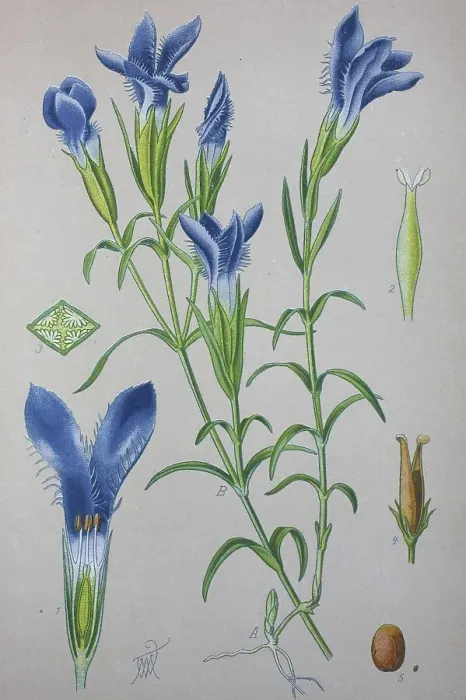 Framed Print : Gentian (Gentiana eiliata), historical illustration from 1885 Framed Print : Gentian (Gentiana eiliata), historical illustration from 1885