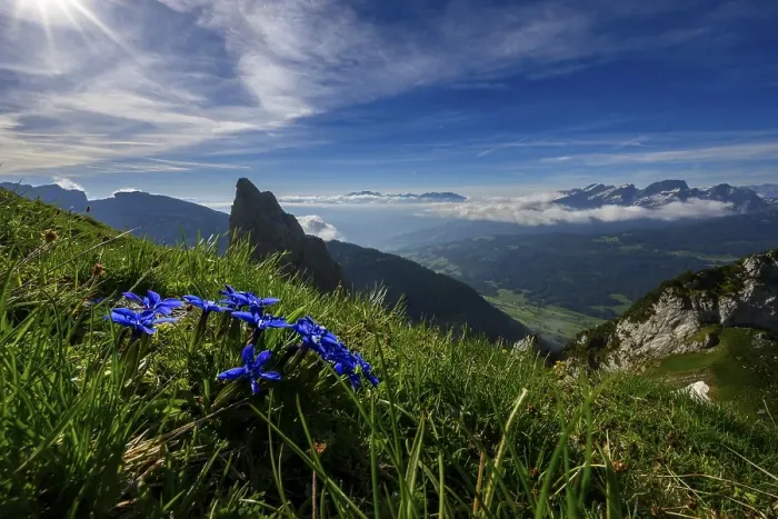Framed Print : Gentian (Gentiana) on mountain meadow Framed Print : Gentian (Gentiana) on mountain meadow