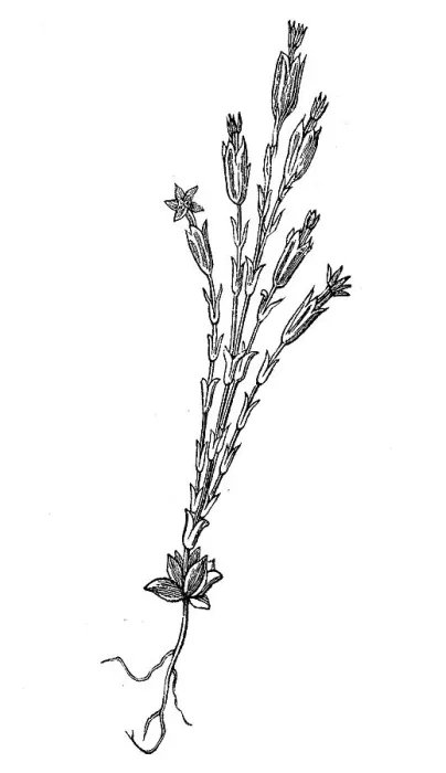 Framed Print : Gentiana utriculosa, illustration from 1890