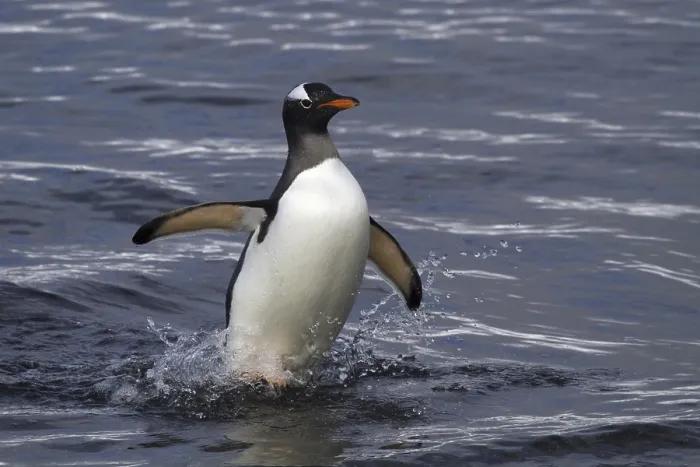 Framed Print : A gentoo penguin comes out of the Antarctic sea