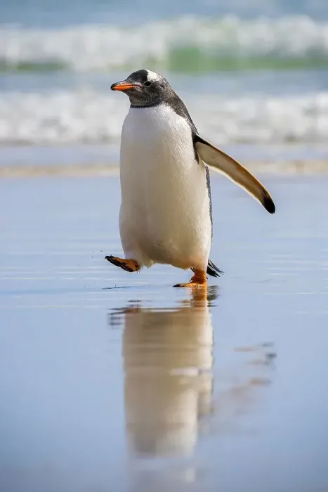 Framed Print : Gentoo penguin (Pygoscelis papua)