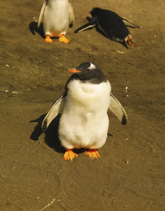 Framed Print : Gentoo Penguin (Pygoscelis papua)