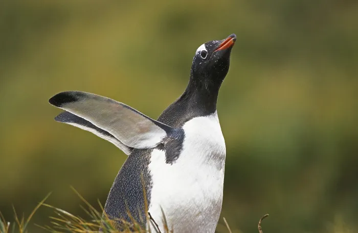 Framed Print : GENTOO PENGUIN (pygoscelis papua)