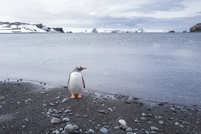 Framed Print : Gentoo Penguin (Pygoscelis papua), Antarctica