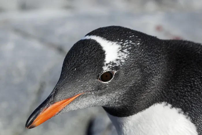 Framed Print : Gentoo Penguin (Pygoscelis papua), Antarctica
