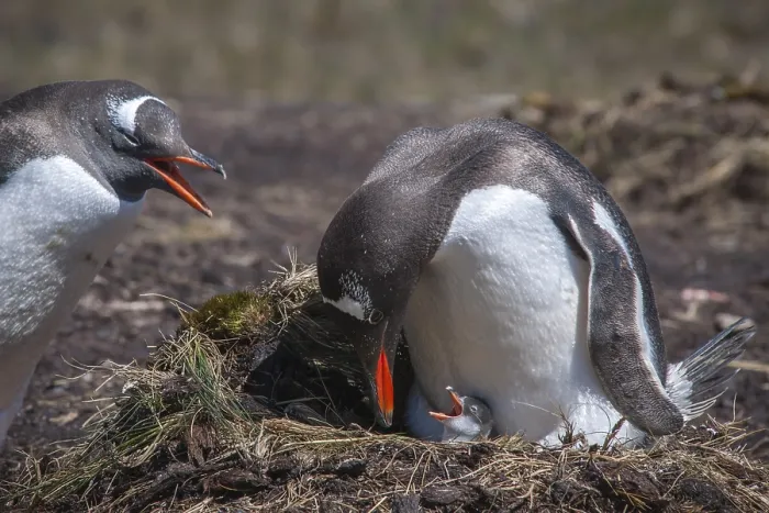 Framed Print : Gentoo Penguin (Pygoscelis papua) with chick at nest