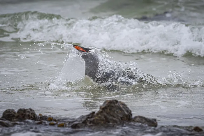 Framed Print : A gentoo penguin (Pygoscelis papua) landing on a beach Framed Print : A gentoo penguin (Pygoscelis papua) landing on a beach