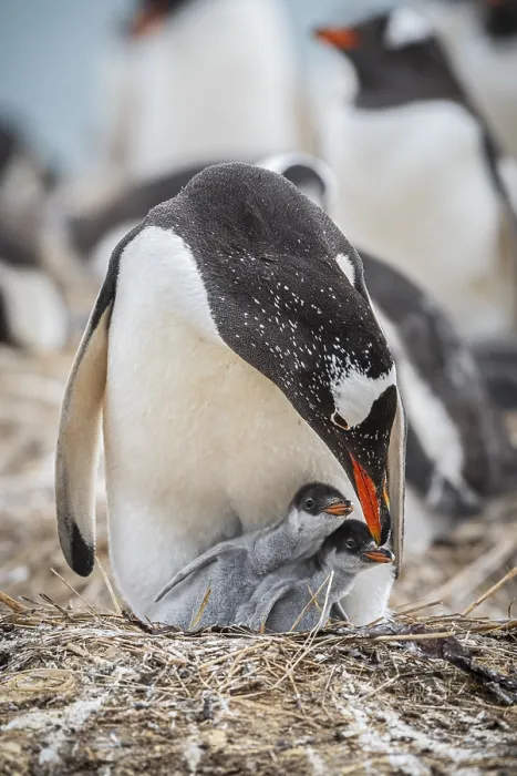 Framed Print : Gentoo penguin (Pygoscelis papua) on a nest with two chicks Framed Print : Gentoo penguin (Pygoscelis papua) on a nest with two chicks