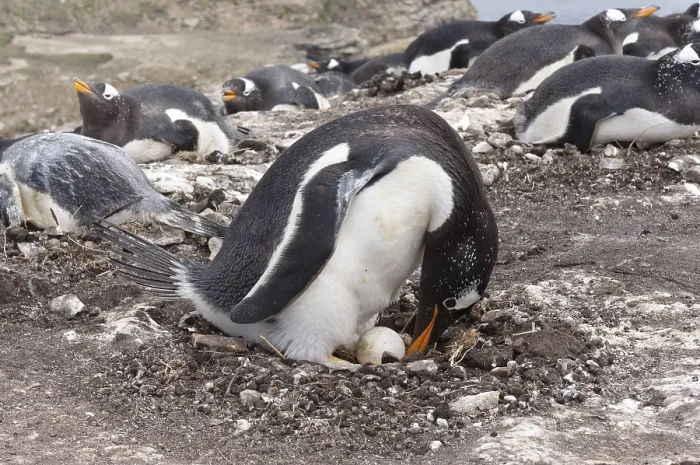Framed Print : Gentoo penguin (Pygoscelis papua) in the nest with an egg