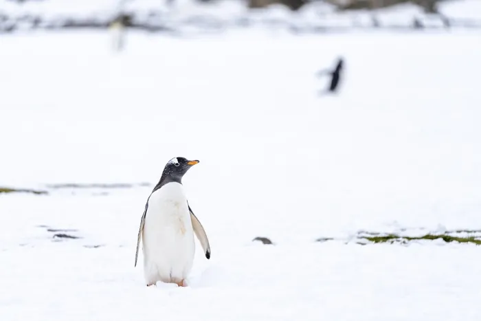 Framed Print : Gentoo penguin (Pygoscelis papua) standing in the snow Framed Print : Gentoo penguin (Pygoscelis papua) standing in the snow