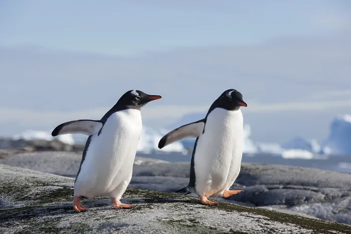 Framed Print : Gentoo Penguins (Pygoscelis papua), Antarctica