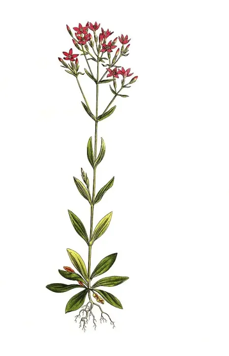 Framed Print : Genuine Centaury, Centaurium erythraea Framed Print : Genuine Centaury, Centaurium erythraea
