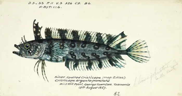 Framed Print : Genus of clinids, Cristiceps sp, daggerhead seabream or dageraad, fish, reproduction of an original, by Frank Edward Clarke (b. 1849, d. 1899), ichthyologist and scientific draughtsman