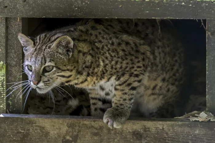 Framed Print : Geoffroy's cat (Leopardus geoffroyi) (Oncifelis geoffroyi) Framed Print : Geoffroy's cat (Leopardus geoffroyi) (Oncifelis geoffroyi)