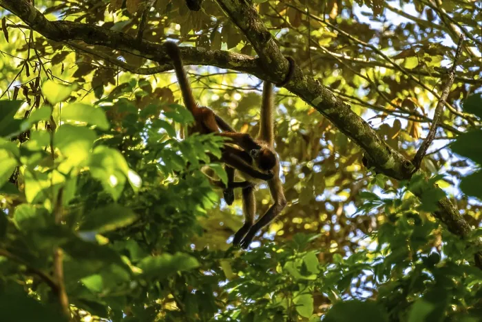 Framed Print : Geoffroy's spider monkey (Ateles geoffroyi)