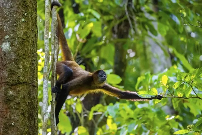 Framed Print : Geoffroy's spider monkey (Ateles geoffroyi) climbing a tree in the jungle Framed Print : Geoffroy's spider monkey (Ateles geoffroyi) climbing a tree in the jungle