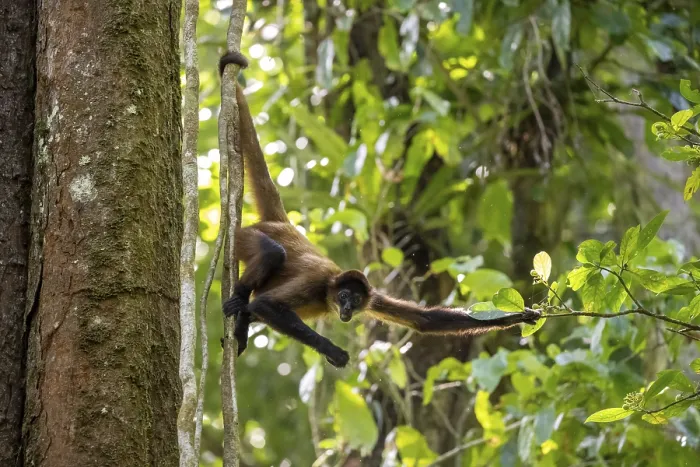 Framed Print : Geoffroy's spider monkey (Ateles geoffroyi) climbing a tree in the jungle