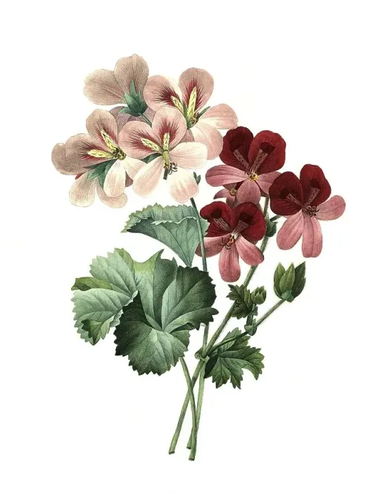 Framed Print : Geranium, scented geranium, Pelargonium crispum