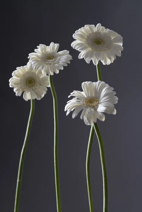 Framed Print : Gerbera, white, on dark background, still life Framed Print : Gerbera, white, on dark background, still life