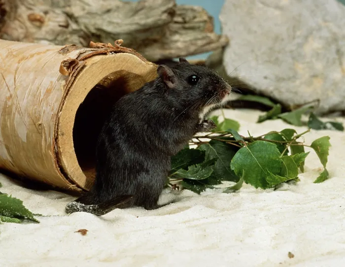 Framed Print : Gerbil, black (Meriones unguiculatus)